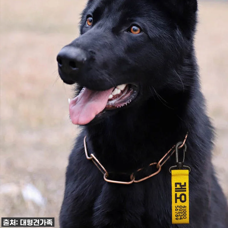 우리 댕댕이, 스타일 살리고 안전까지 관련 이미지 2