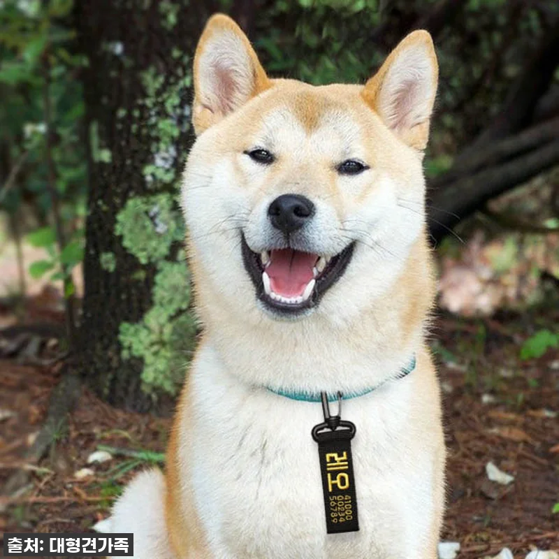 우리 댕댕이, 스타일 살리고 안전까지 관련 이미지 4