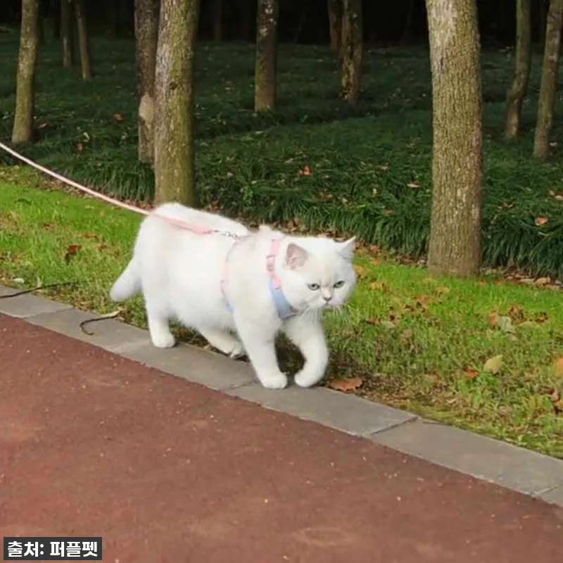 💖 품절임박! 우리 냥이 산책 필수템 관련 이미지 10
