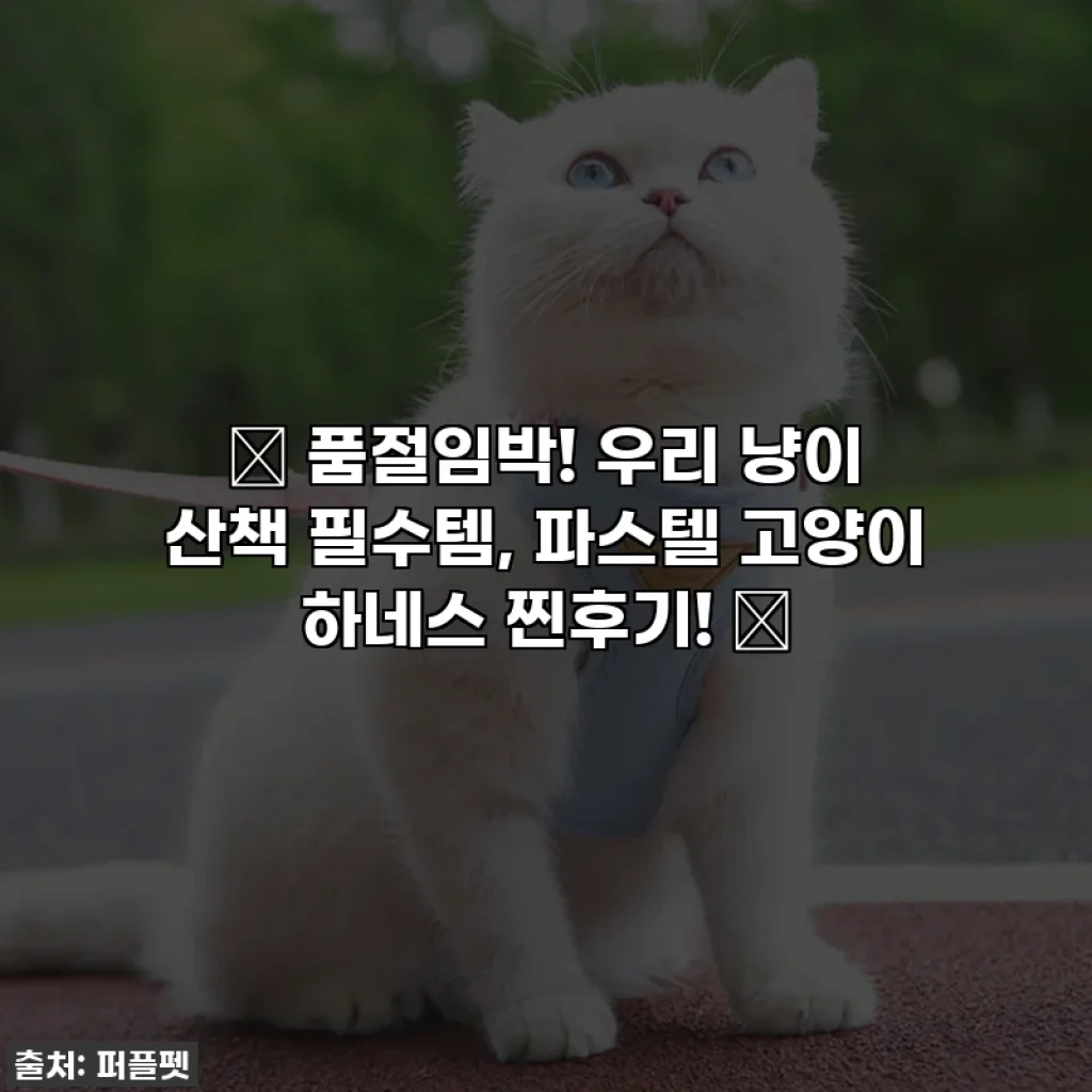 💖 품절임박! 우리 냥이 산책 필수템, 파스텔 고양이 하네스 찐후기! 💖