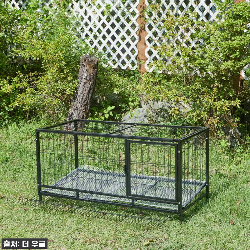 🐓우리집 닭들이 날아갈 준비 완료! 관련 이미지 1