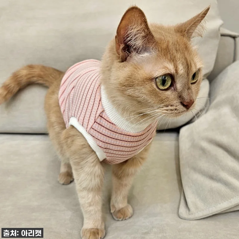 고양이 옷 찐후기: 우리 냥이가 하루 관련 이미지 1