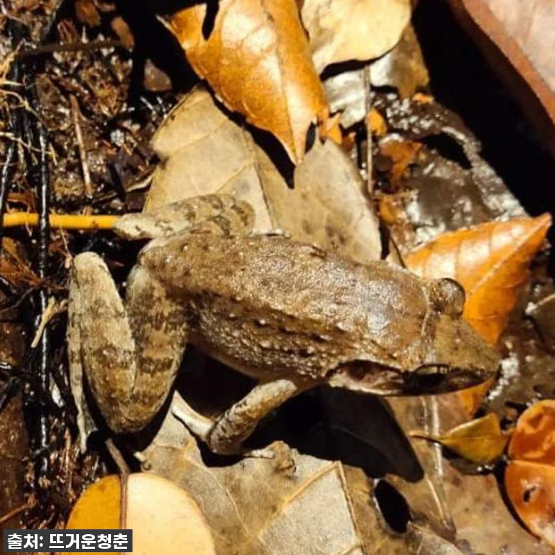 인생 버킷리스트 등극! 말레이시아 사 관련 이미지 1