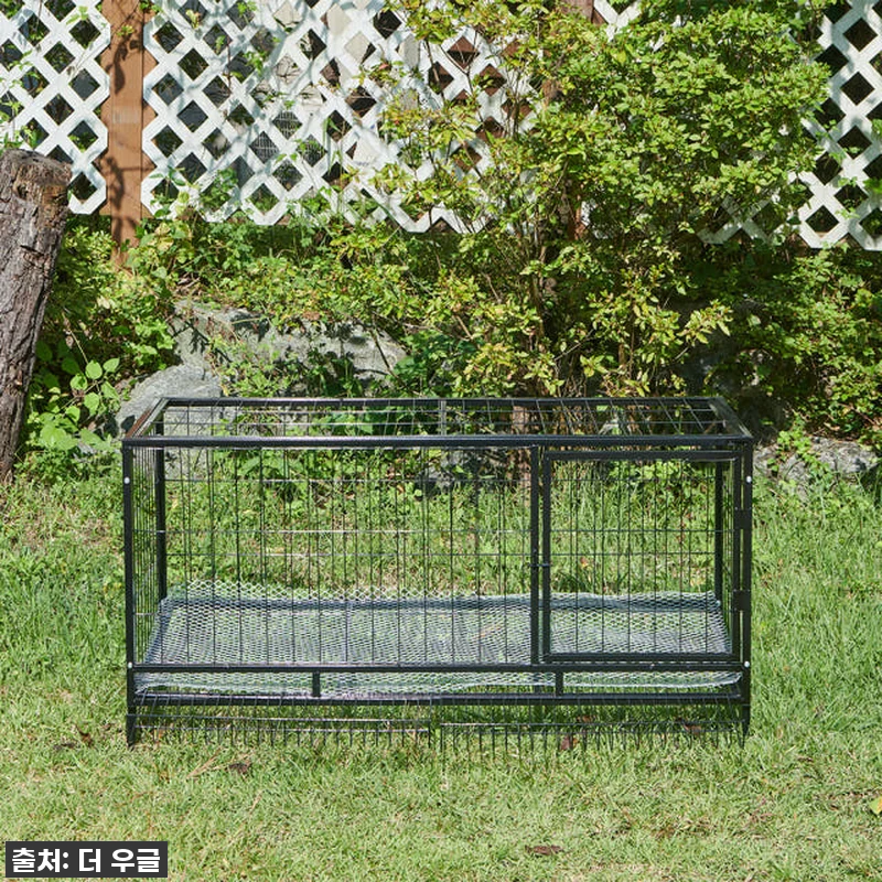 🐓우리집 닭들이 날아갈 준비 완료! 관련 이미지 2