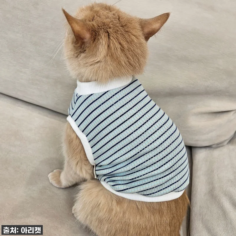 고양이 옷 찐후기: 우리 냥이가 하루 관련 이미지 2