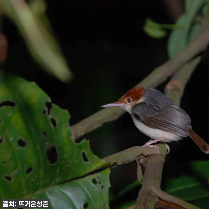 인생 버킷리스트 등극! 말레이시아 사 관련 이미지 2