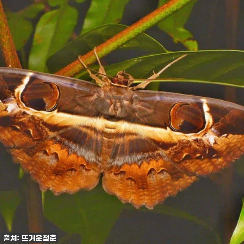 인생 버킷리스트 등극! 말레이시아 사 관련 이미지 3