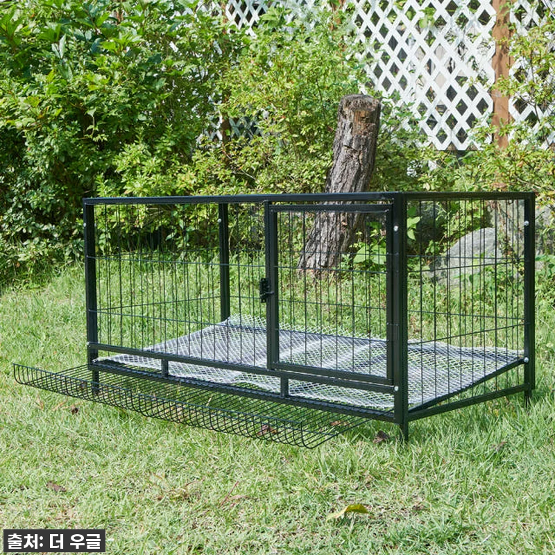 🐓우리집 닭들이 날아갈 준비 완료! 관련 이미지 4