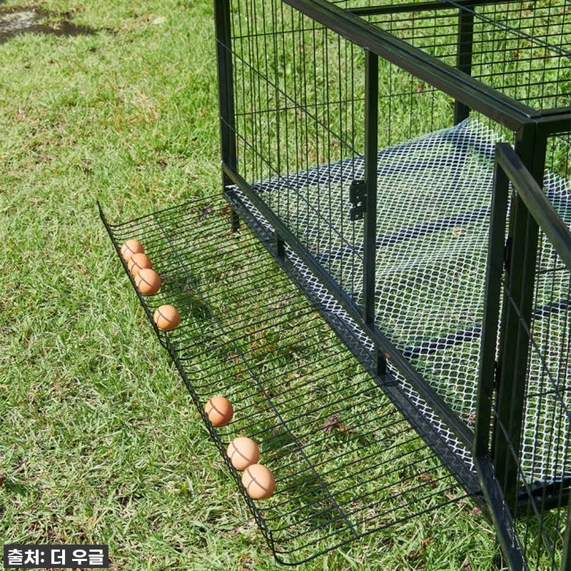 🐓우리집 닭들이 날아갈 준비 완료! 관련 이미지 5