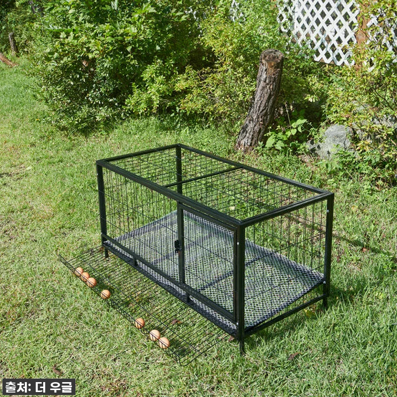 🐓우리집 닭들이 날아갈 준비 완료! 관련 이미지 6