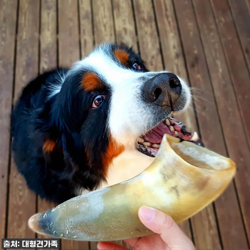 대형견간식 소뼈 강아지뼈간식 강아지 관련 이미지 1
