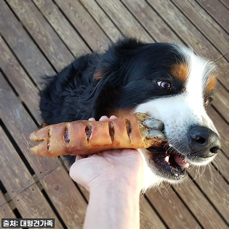 대형견간식 소뼈 강아지뼈간식 강아지 관련 이미지 2