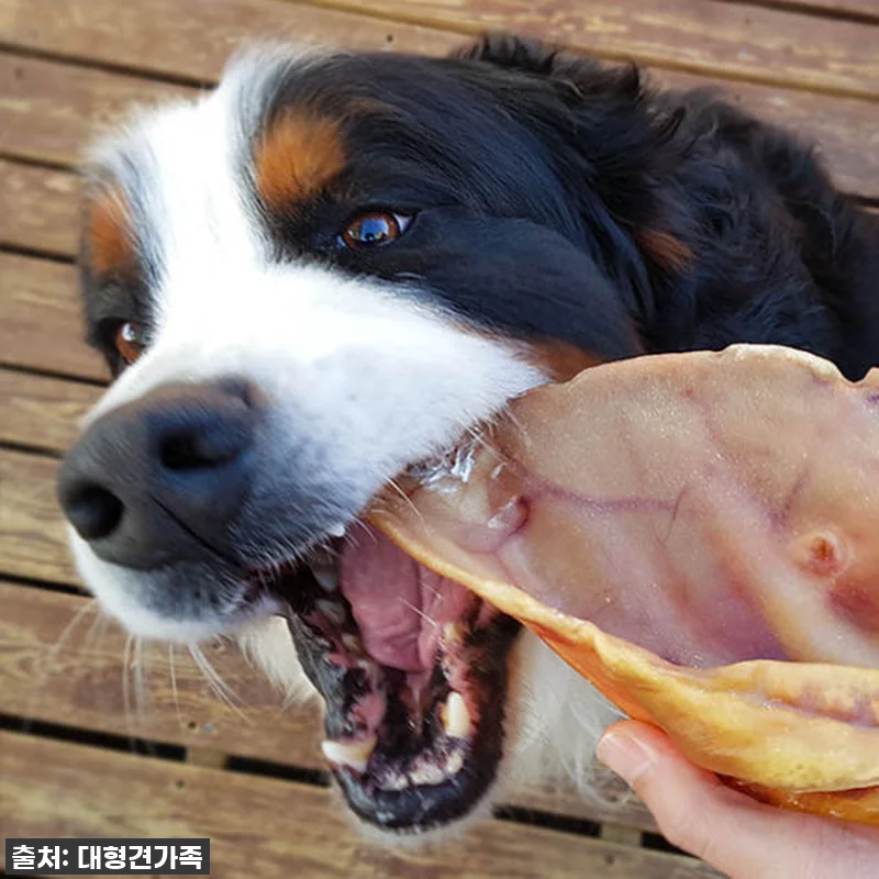 대형견간식 소뼈 강아지뼈간식 강아지 관련 이미지 4