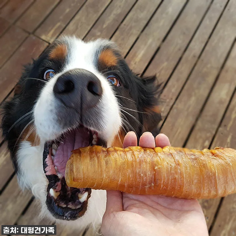 대형견간식 소뼈 강아지뼈간식 강아지 관련 이미지 5