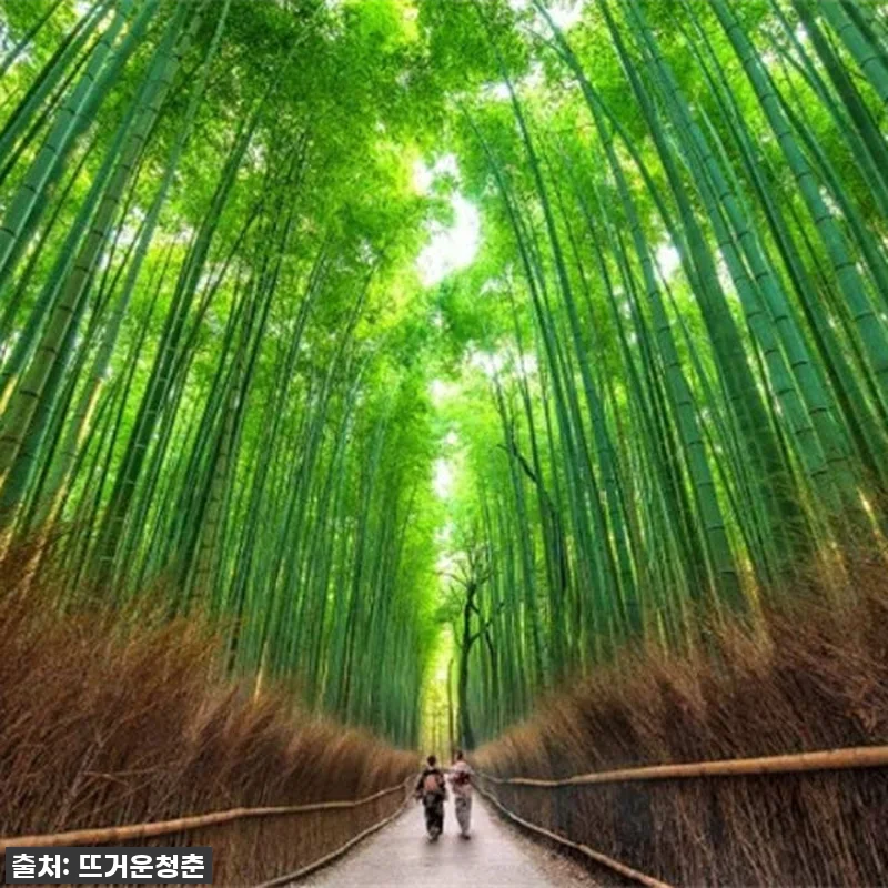 진정한 교토를 만나다! 아라시야마 1 관련 이미지 5