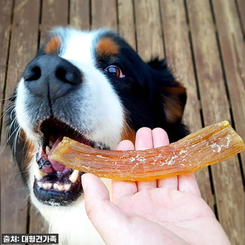 대형견간식 소뼈 강아지뼈간식 강아지 관련 이미지 6