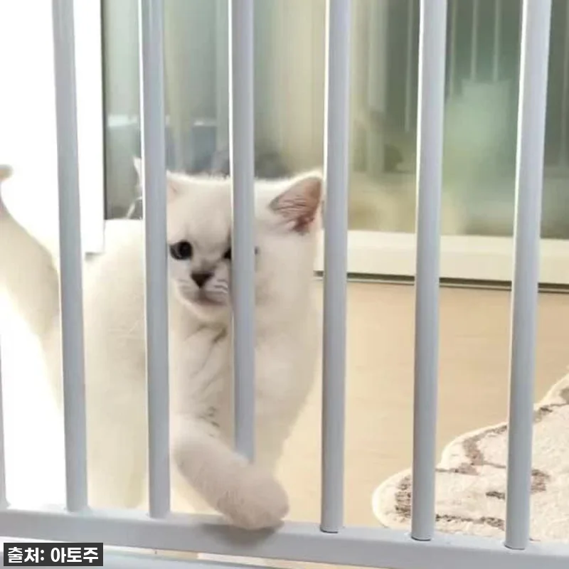 아토주 마그리 고양이 방묘문 150c 관련 이미지 6