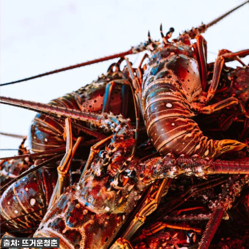 ✨인생샷 필수! 호주 서호주 2박3일 관련 이미지 4