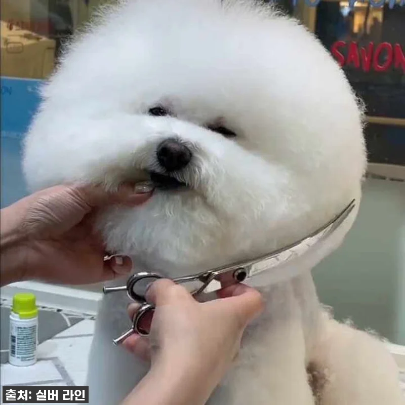 우리집 댕댕이, 미용실 안 가도 돼! 관련 이미지 6
