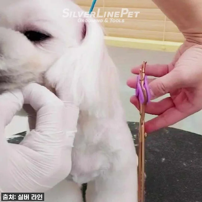 이건 진짜 '골드팡팡' 터져요! 실버 관련 이미지 9