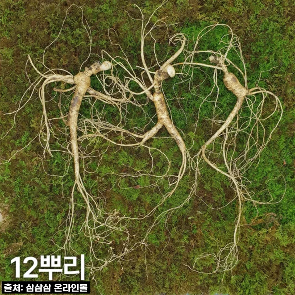 찐으로 건강 챙겼어요! 10년근 최상품 산양산삼 12뿌리, 후기 솔직하게 풀어볼게요!