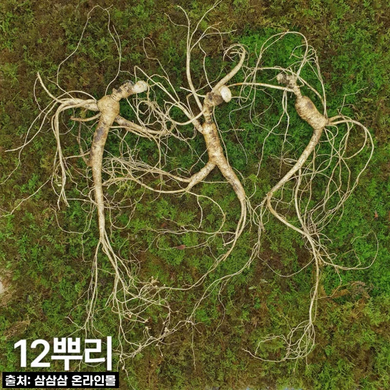 찐으로 건강 챙겼어요! 10년근 최상품 산양산삼 12뿌리, 후기 솔직하게 풀어볼게요!