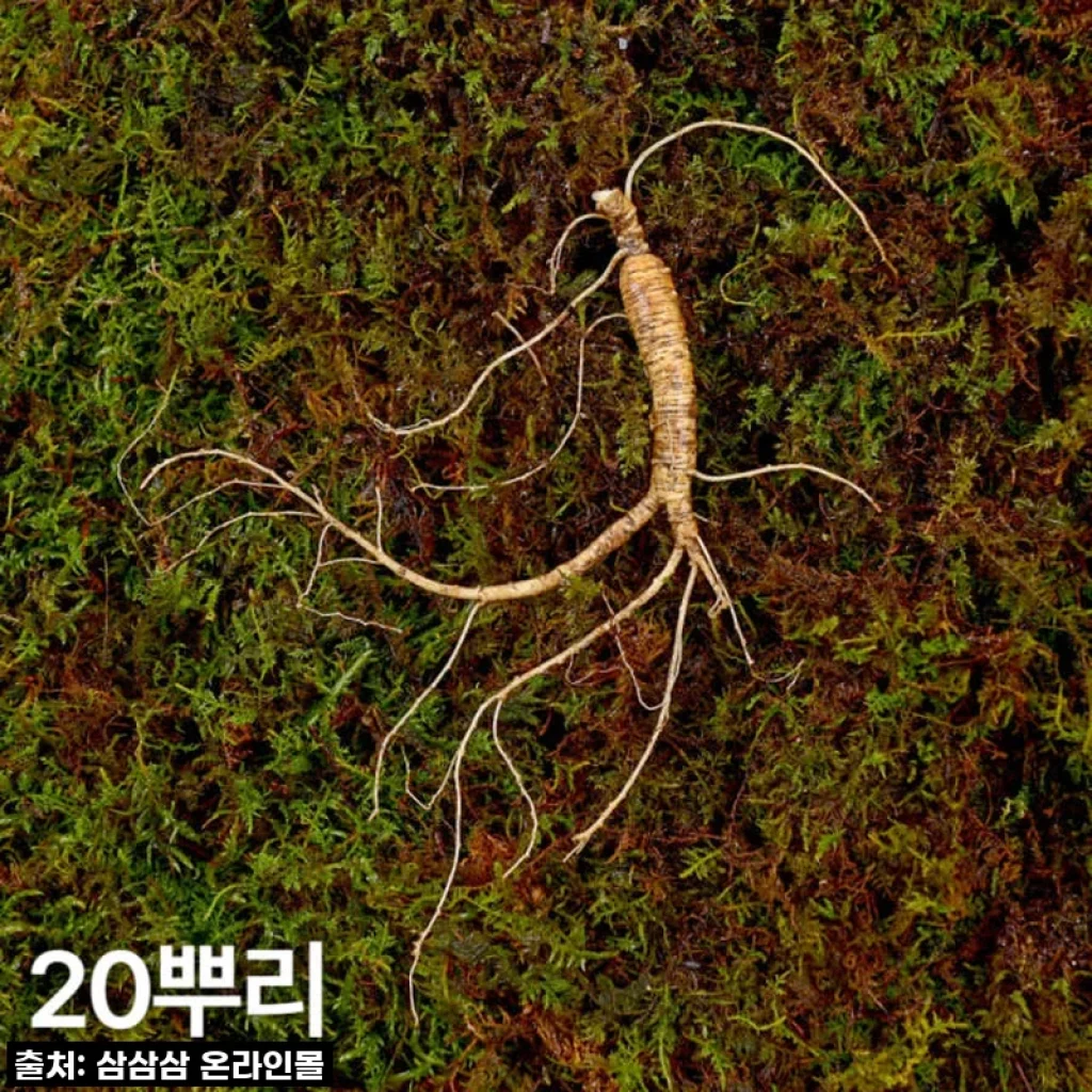 환절기 필템! 7,8년근 산양산삼, 이 가격에 놓치면 후회할 걸요? 직접 먹어본 찐 후기!