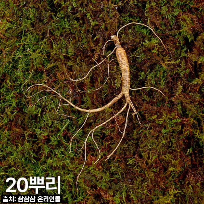 환절기 필템! 7,8년근 산양산삼, 이 가격에 놓치면 후회할 걸요? 직접 먹어본 찐 후기!