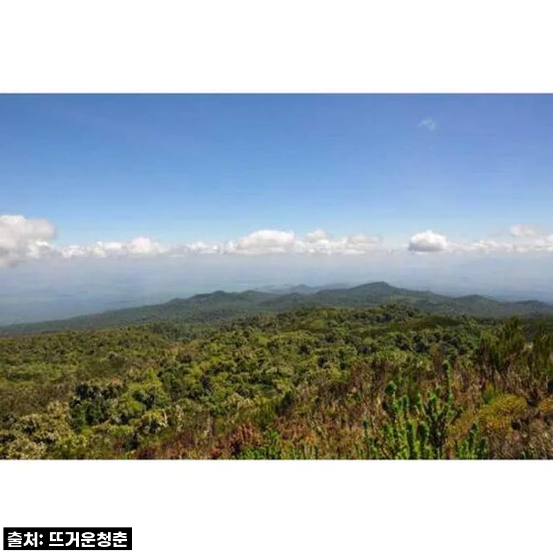 탄자니아 아루샤 또는 모시에서 출발하는 킬리만자로 산 당일 여행 트레킹