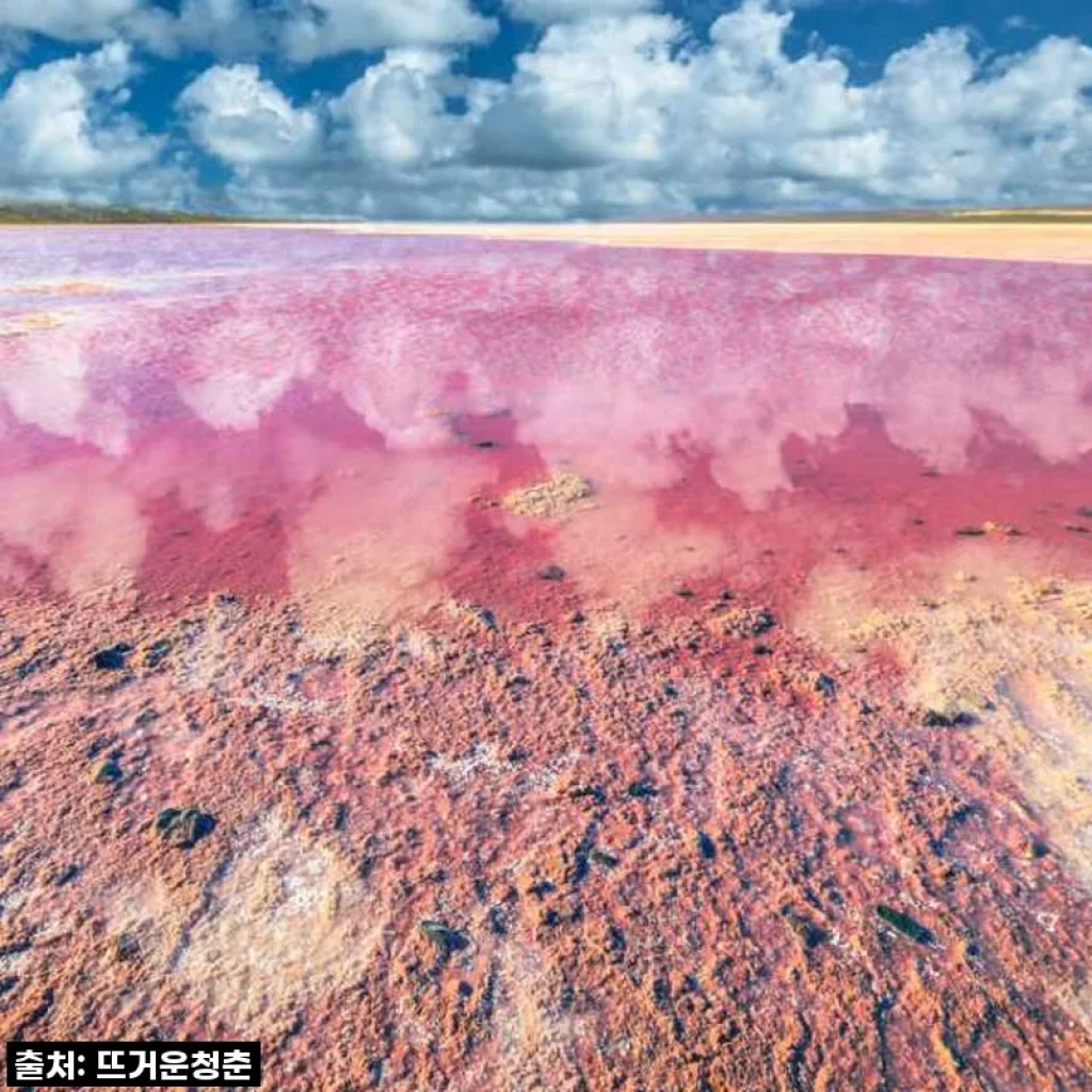 ✨인생샷 필수! 호주 서호주 2박3일 투어 (핑크호수, 칼바리, 남붕국립공원) 직접 다녀온 솔직 후기!