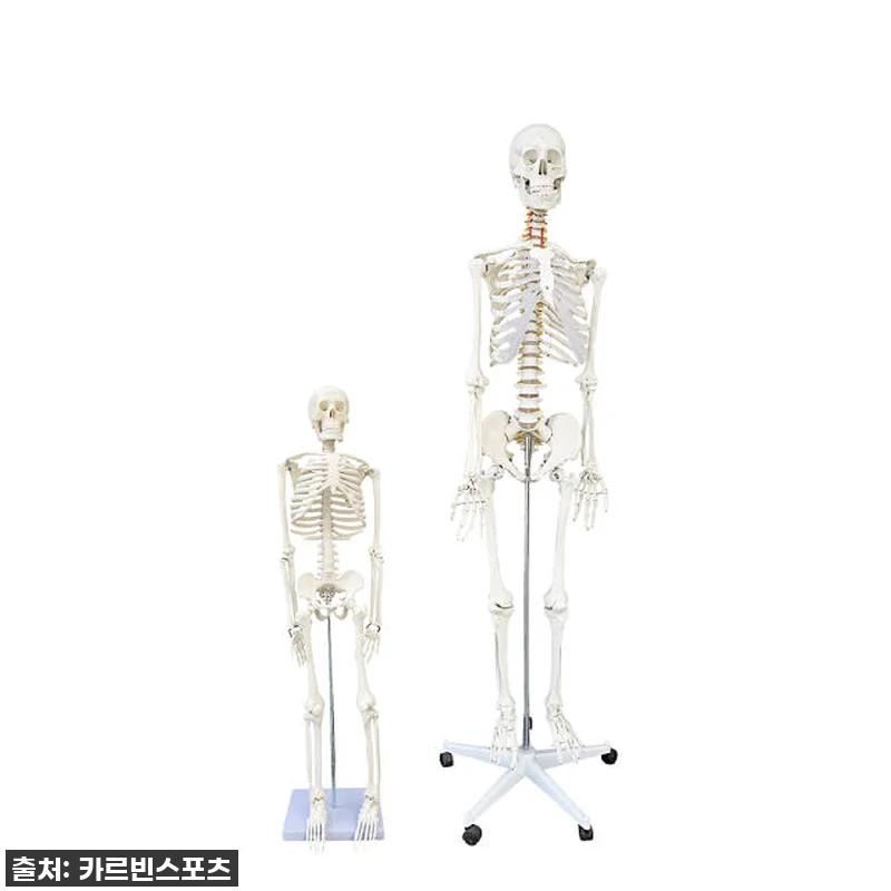 내 방에 찾아온 완벽한 해부학 선생님 관련 이미지 1