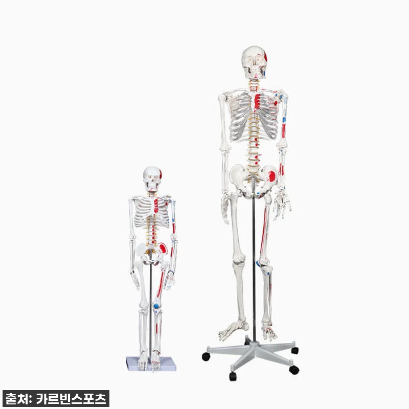 내 방에 찾아온 완벽한 해부학 선생님 관련 이미지 2