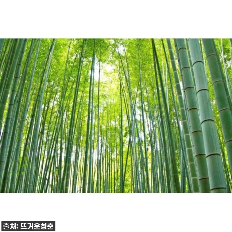 일본 가마쿠라, 대불-하세-고마치 거 관련 이미지 3