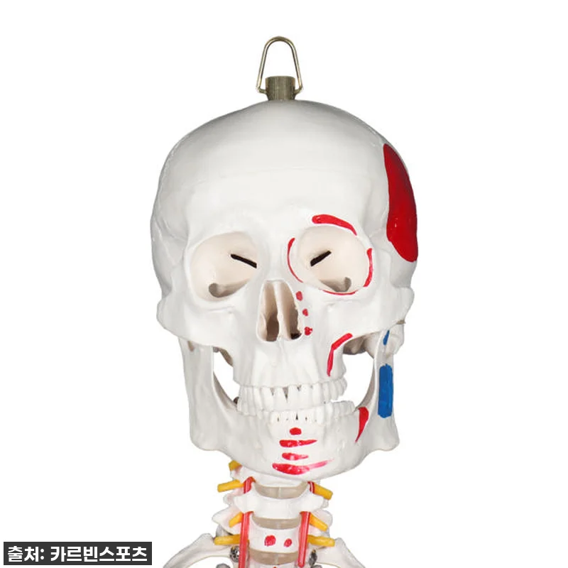 내 방에 찾아온 완벽한 해부학 선생님 관련 이미지 3