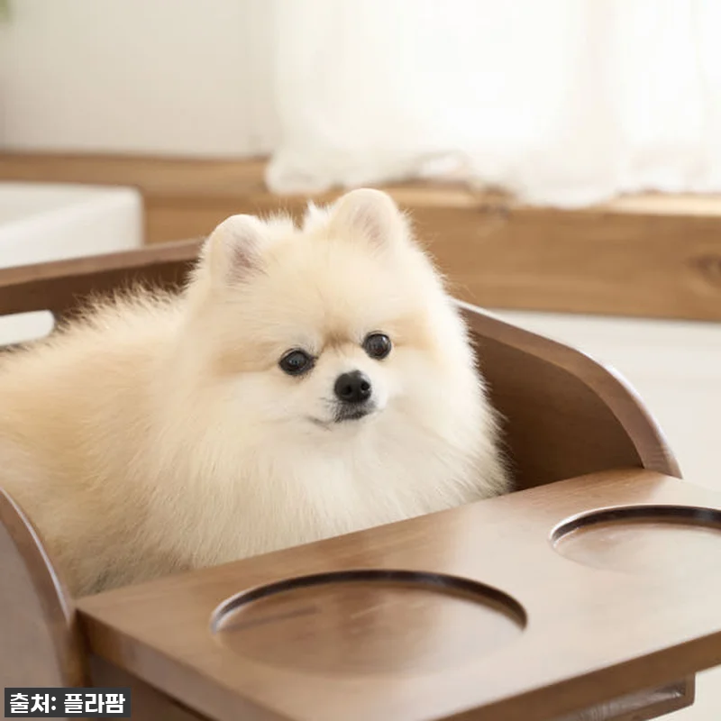 우리 강아지 식사시간이 달라졌어요! 관련 이미지 4