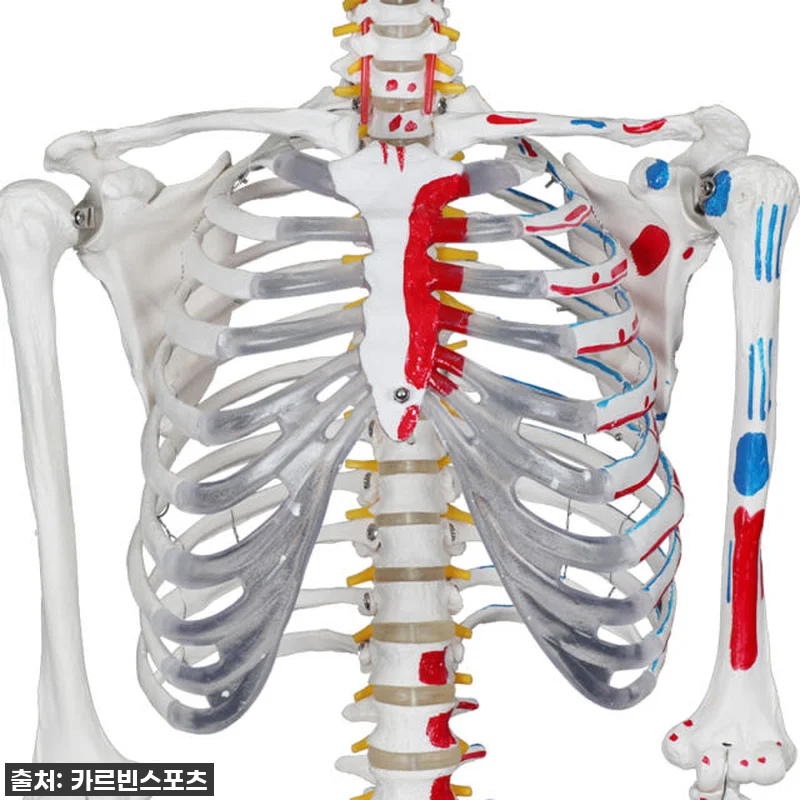 내 방에 찾아온 완벽한 해부학 선생님 관련 이미지 4