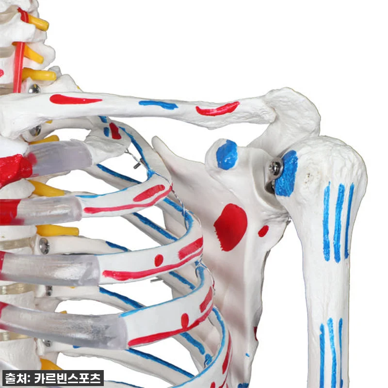 내 방에 찾아온 완벽한 해부학 선생님 관련 이미지 5