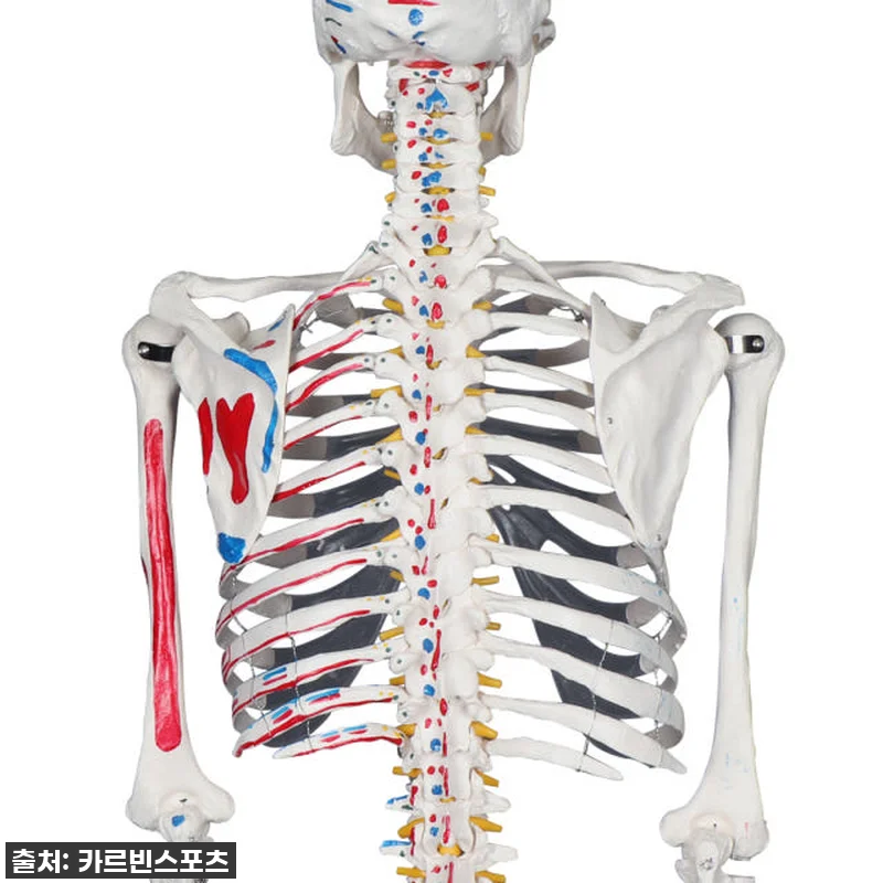 내 방에 찾아온 완벽한 해부학 선생님 관련 이미지 6