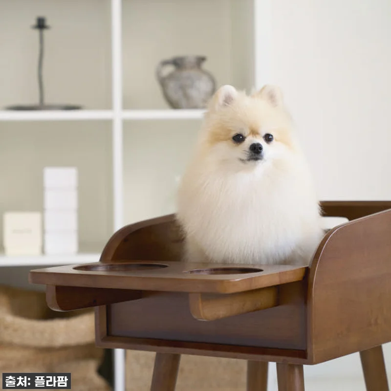 우리 강아지 식사시간이 달라졌어요! 관련 이미지 7