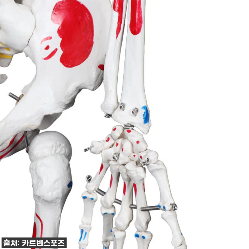 내 방에 찾아온 완벽한 해부학 선생님 관련 이미지 7