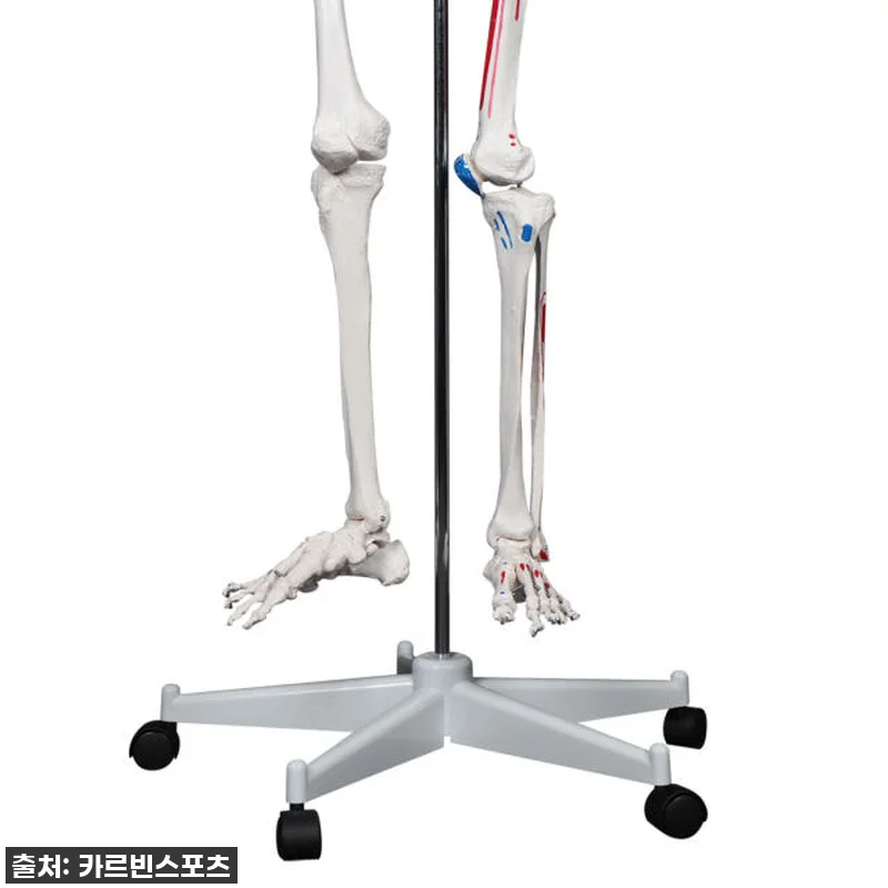 내 방에 찾아온 완벽한 해부학 선생님 관련 이미지 8