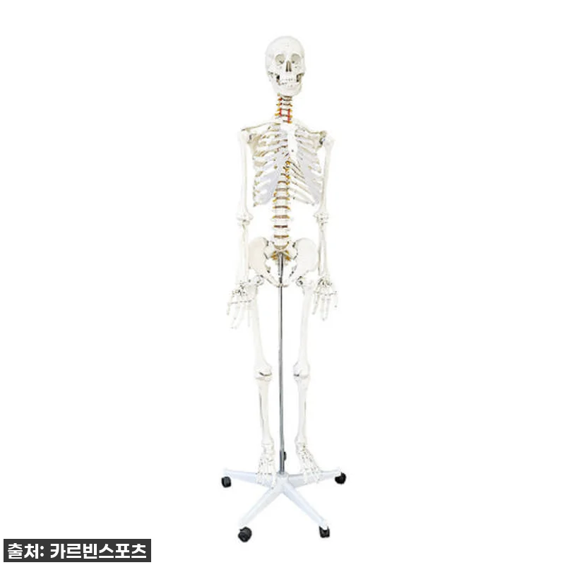 내 방에 찾아온 완벽한 해부학 선생님 관련 이미지 9