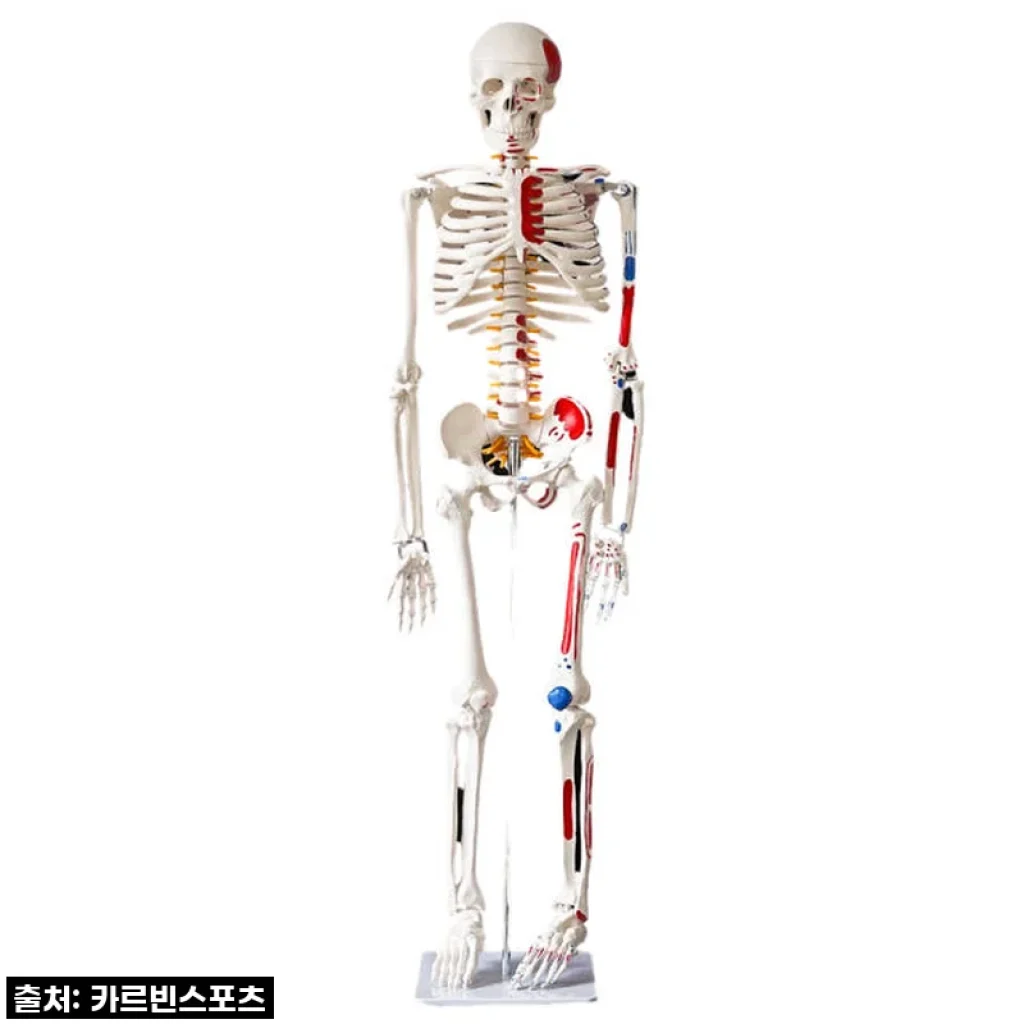 내 방에 찾아온 완벽한 해부학 선생님! 카르빈 해골모형 인체 뼈 색상형 170cm 실사용 후기