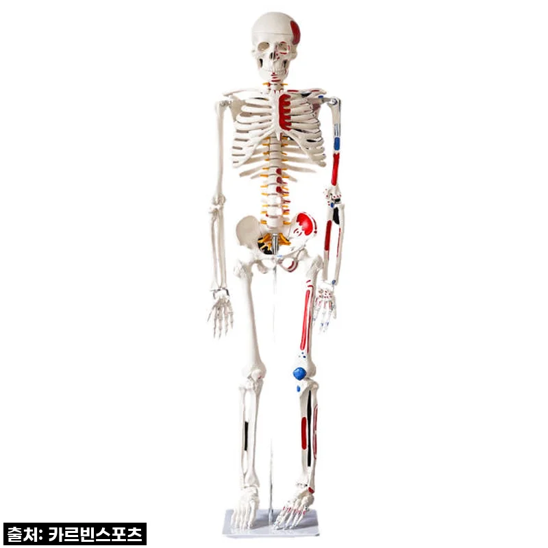 내 방에 찾아온 완벽한 해부학 선생님! 카르빈 해골모형 인체 뼈 색상형 170cm 실사용 후기