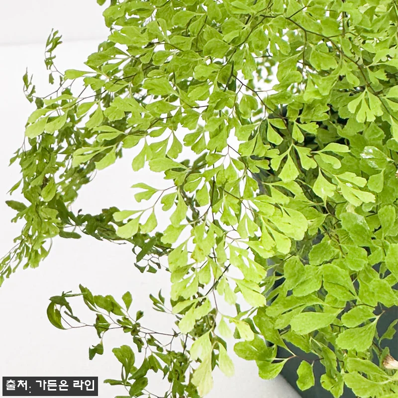 가든온 아디안텀 미스티 클라우드 고사 관련 이미지 2