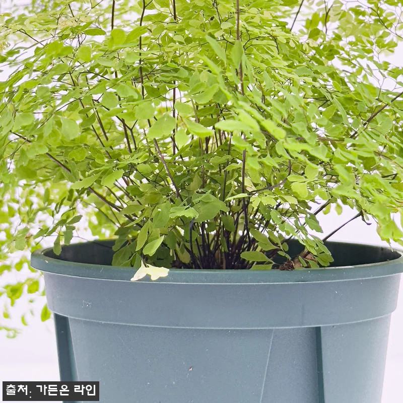 가든온 아디안텀 미스티 클라우드 고사 관련 이미지 3
