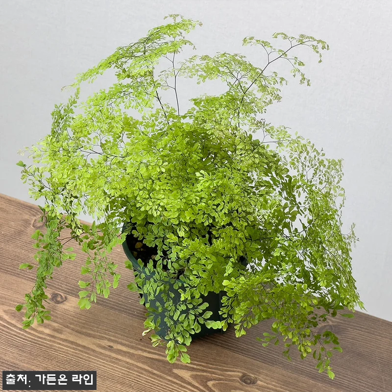 가든온 아디안텀 미스티 클라우드 고사 관련 이미지 4