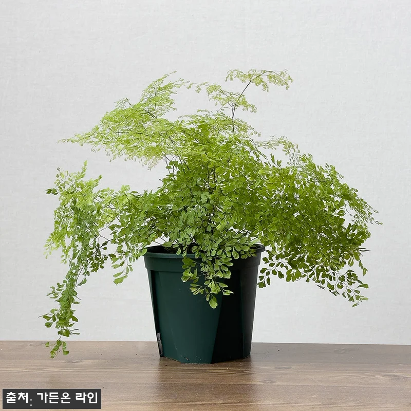 가든온 아디안텀 미스티 클라우드 고사 관련 이미지 5