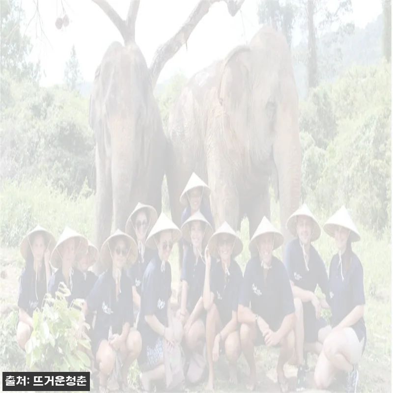 태국 코사무이 코끼리 돌보기 반나절 체험, 일정에 넣기 좋은 이색 액티비티 체크 후기