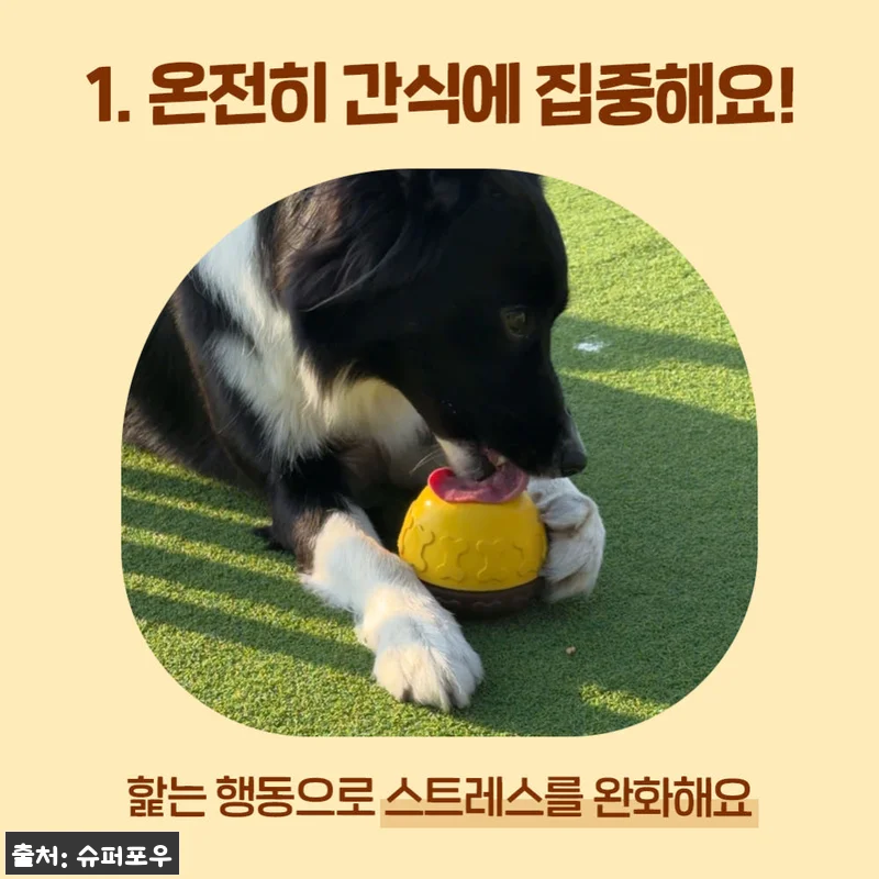 꿀단지 노즈워크 장난감 오래먹는 허니팟 옐로우 SET 조인트, 먹성 좋은 강아지도 집중한 이슈템 후기 10 꿀단지 노즈워크 장난감 오래먹는 허니 관련 이미지 2